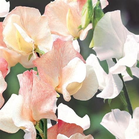 aphrodite_sweet|Unwins Sweet Pea Queen Aphrodite Seeds